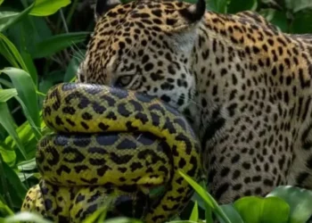 Foto; Reprodução/Fabiano Oliveira