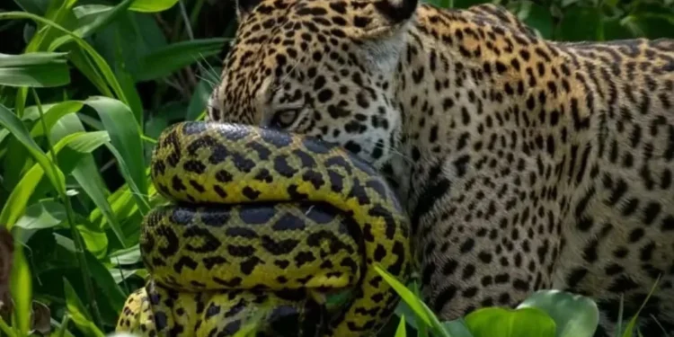 Foto; Reprodução/Fabiano Oliveira