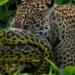 Imagens raras mostram batalha entre sucuri e onça-pintada no Pantanal