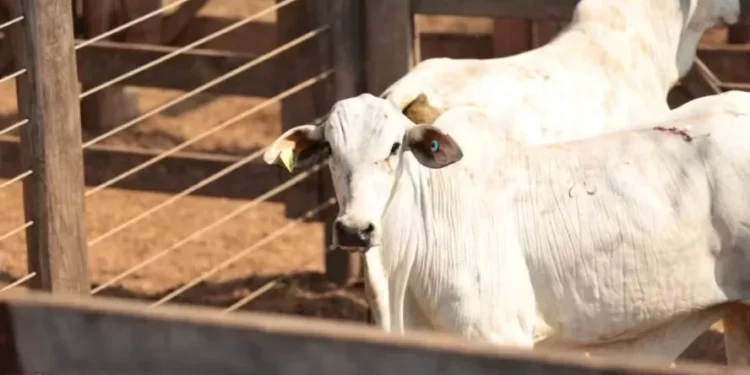 Pará foi o primeiro Estado brasileiro a adotar um sistema de rastreabilidade individual do rebanho — Foto: Divulgação