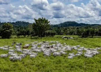 Vários instrumentos podem ser usados para incentivar a adequação socioambiental da produção e mecanismos de rastreabilidade — Foto: Marcus Mesquita/Divulgação