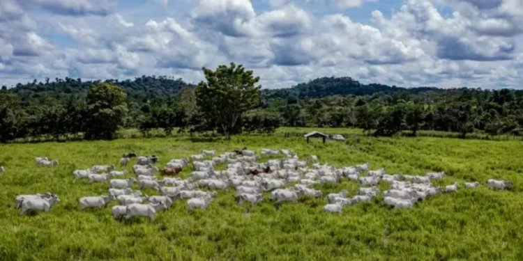 Vários instrumentos podem ser usados para incentivar a adequação socioambiental da produção e mecanismos de rastreabilidade — Foto: Marcus Mesquita/Divulgação