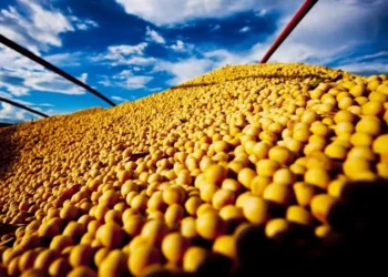 Estados Unidos e China estão sem negociar soja — Foto: R.R. Rufino/Embrapa