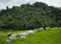 Melhora transparência sobre gado na Amazônia, mas fornecedor indireto ainda é gargalo