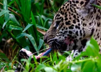 Foto: Reprodução/Fabiano Oliveira