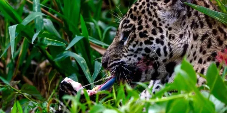 Foto: Reprodução/Fabiano Oliveira