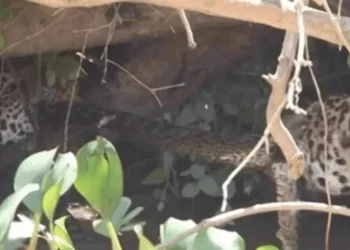 Reprodução/Instagram/@rodrigochaveznoriega