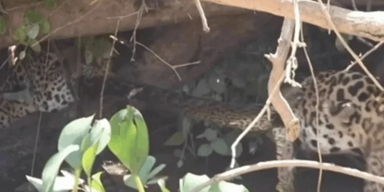 Reprodução/Instagram/@rodrigochaveznoriega