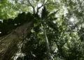 Brasil ainda é o único investidor do fundo de preservação de florestas