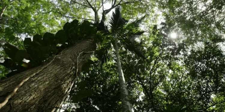 Paulo Amorim/Getty IMages