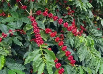 Clima nos cafezais do Brasil é ponto de atenção para os operadores do mercado na bolsa de Nova York — Foto: Gustavo Facanalli/Embrapa