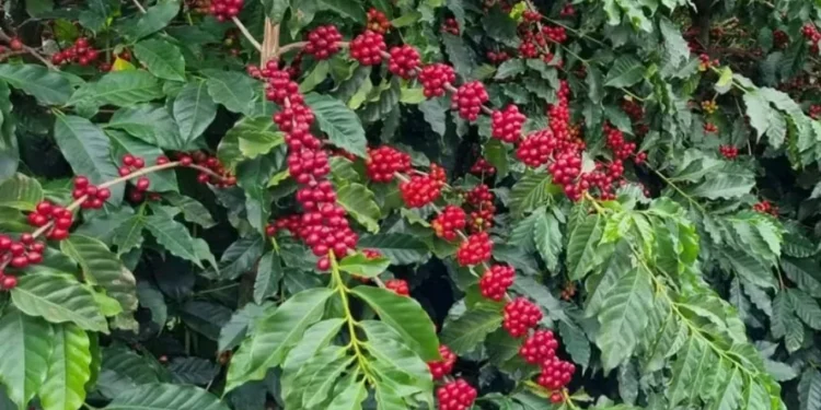 Clima nos cafezais do Brasil é ponto de atenção para os operadores do mercado na bolsa de Nova York — Foto: Gustavo Facanalli/Embrapa