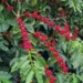 Clima nos cafezais do Brasil é ponto de atenção para os operadores do mercado na bolsa de Nova York — Foto: Gustavo Facanalli/Embrapa