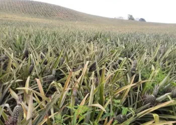 Produtores paraibanos colheram mais de 300 milhões de frutos em 2024 — Foto: Arquivo pessoal