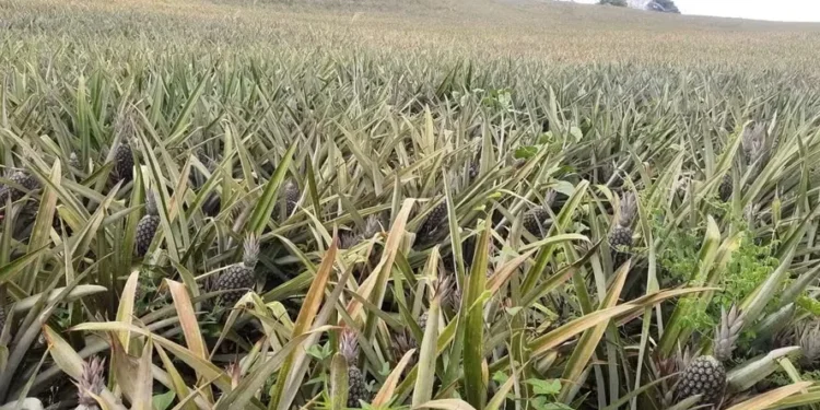 Produtores paraibanos colheram mais de 300 milhões de frutos em 2024 — Foto: Arquivo pessoal