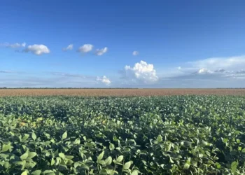 Lavoura de soja no Matopiba. Conservação florestal pode render R$ 1 bilhão ao Oeste da Bahia — Foto: Fundação Solidaridad