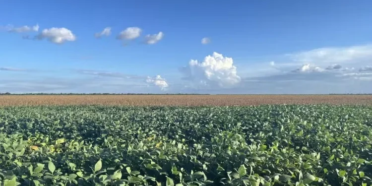 Lavoura de soja no Matopiba. Conservação florestal pode render R$ 1 bilhão ao Oeste da Bahia — Foto: Fundação Solidaridad