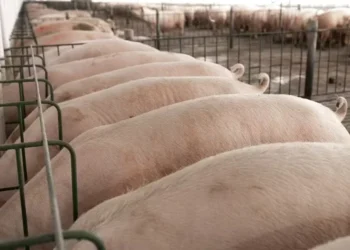 Preço do suíno vivo em São Paulo já recuou 1,35% desde o início de outubro — Foto: AgroBisollo/Divulgação