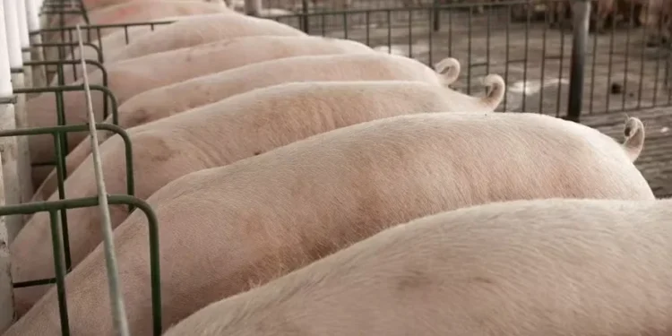 Preço do suíno vivo em São Paulo já recuou 1,35% desde o início de outubro — Foto: AgroBisollo/Divulgação