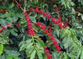 Café arábica fechou em baixa na bolsa de Nova York — Foto: Gustavo Facanalli/Embrapa