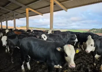 Estratégia amplia a renda, valoriza a carne e contribui para uma pecuária sustentável — Foto: Erik Jan Petter / divulgação
