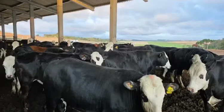 Conheça o sistema que promove cruzamento de vacas leiteiras com touros de raças de corte