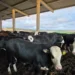 Conheça o sistema que promove cruzamento de vacas leiteiras com touros de raças de corte