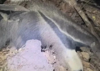 Foto: Reprodução Instagram