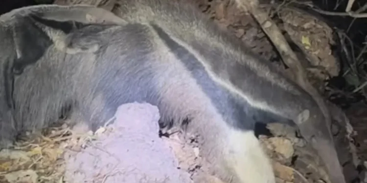 Biólogos flagram tamanduá e filhote em cena rara no Pantanal