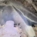 Biólogos flagram tamanduá e filhote em cena rara no Pantanal