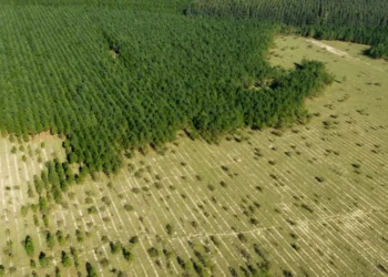 Jose Luis Raota/Getty Images