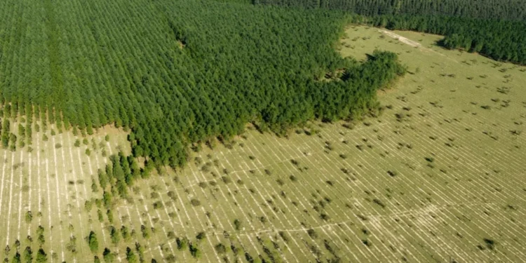 Jose Luis Raota/Getty Images