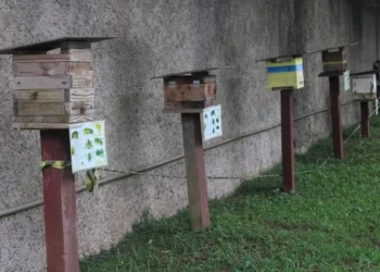 As colmeias instaladas viraram parte da rotina dos alunos — Foto: Divulgação
