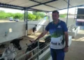 Produtores reforçam renda com leite de cabra no interior da Paraíba