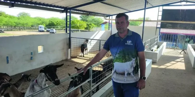 Produtores reforçam renda com leite de cabra no interior da Paraíba