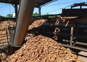 Preço da mandioca atinge o maior valor desde fevereiro