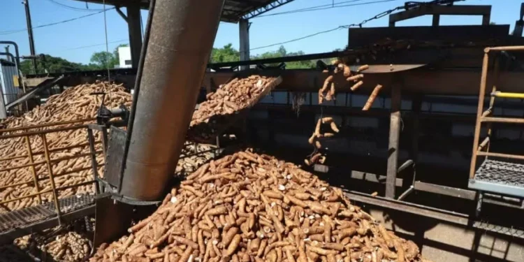Preço da mandioca atinge o maior valor desde fevereiro