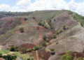 Mata Atlântica: 22% da área recuperada voltaram a ser derrubados