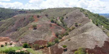 Mata Atlântica: 22% da área recuperada voltaram a ser derrubados