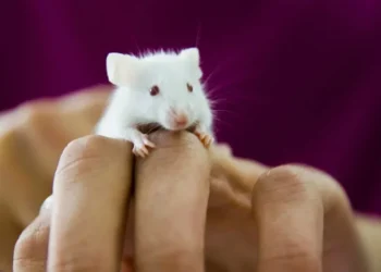 Foto: Ion-Bogdan DUMITRESCU/GettyImages