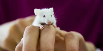 Combinação de remédios pode aumentar em 73% a longevidade de ratinhas