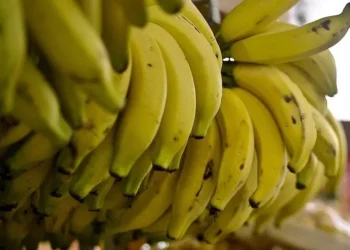 Preço da banana cai no Vale do Ribeira com demanda menor