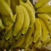 Preço da banana cai no Vale do Ribeira com demanda menor