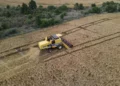 Preços do trigo seguem em queda mesmo com colheita atrasada