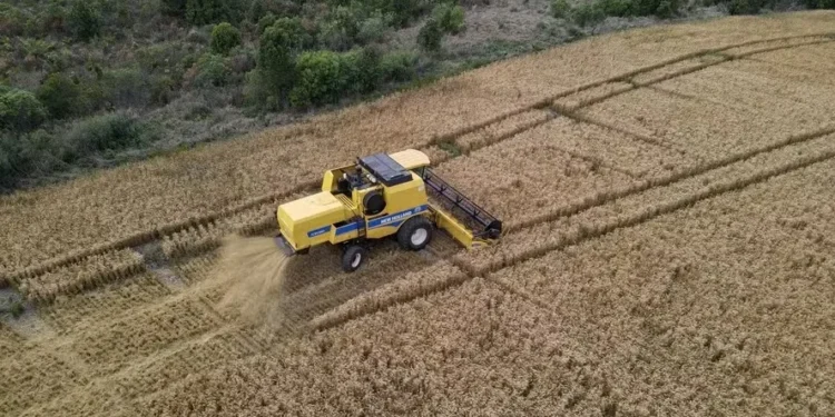 Preços do trigo seguem em queda mesmo com colheita atrasada