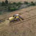 Preços do trigo seguem em queda mesmo com colheita atrasada
