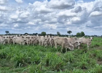 Preço do boi gordo inicia a semana com estabilidade em quase todas as regiões