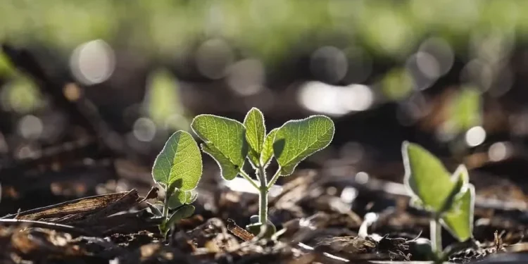 Preço da soja cai em Mato Grosso com plantio adiantado