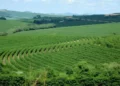 Produtor de café aguarda mais chuvas para bom desenvolvimento da safra