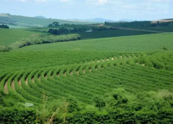 Foto: Condições climáticas têm favorecido esta etapa inicial da temporada de café — Foto: Emater-MG/Divulgação